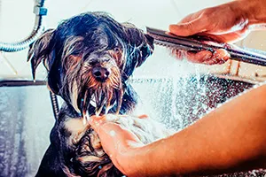 Agua Ionizada en Veterinaria